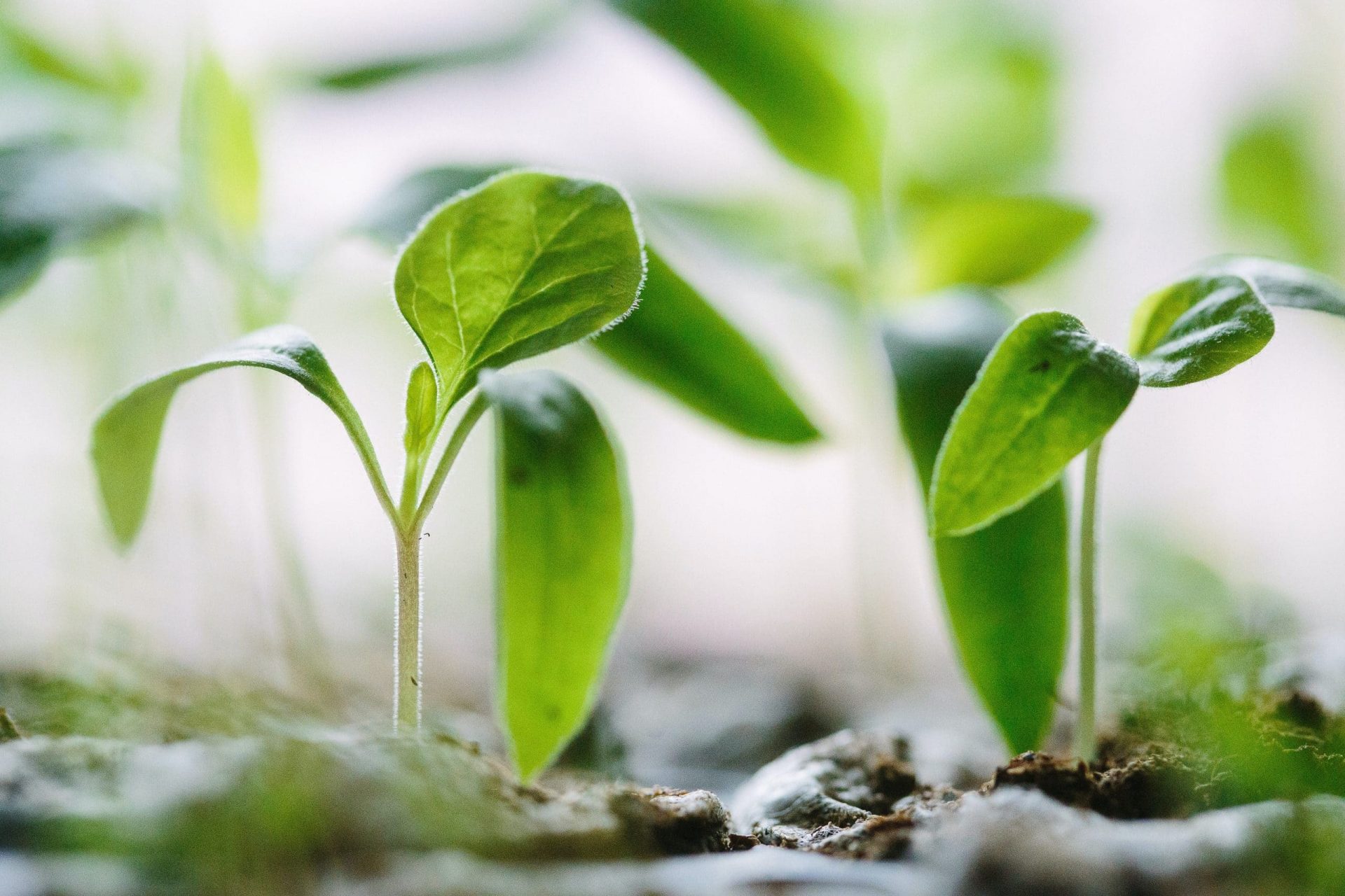 growth