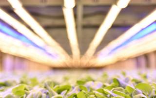 a vertical farming bed