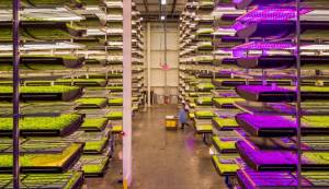 aerofarms vertical farming facilities