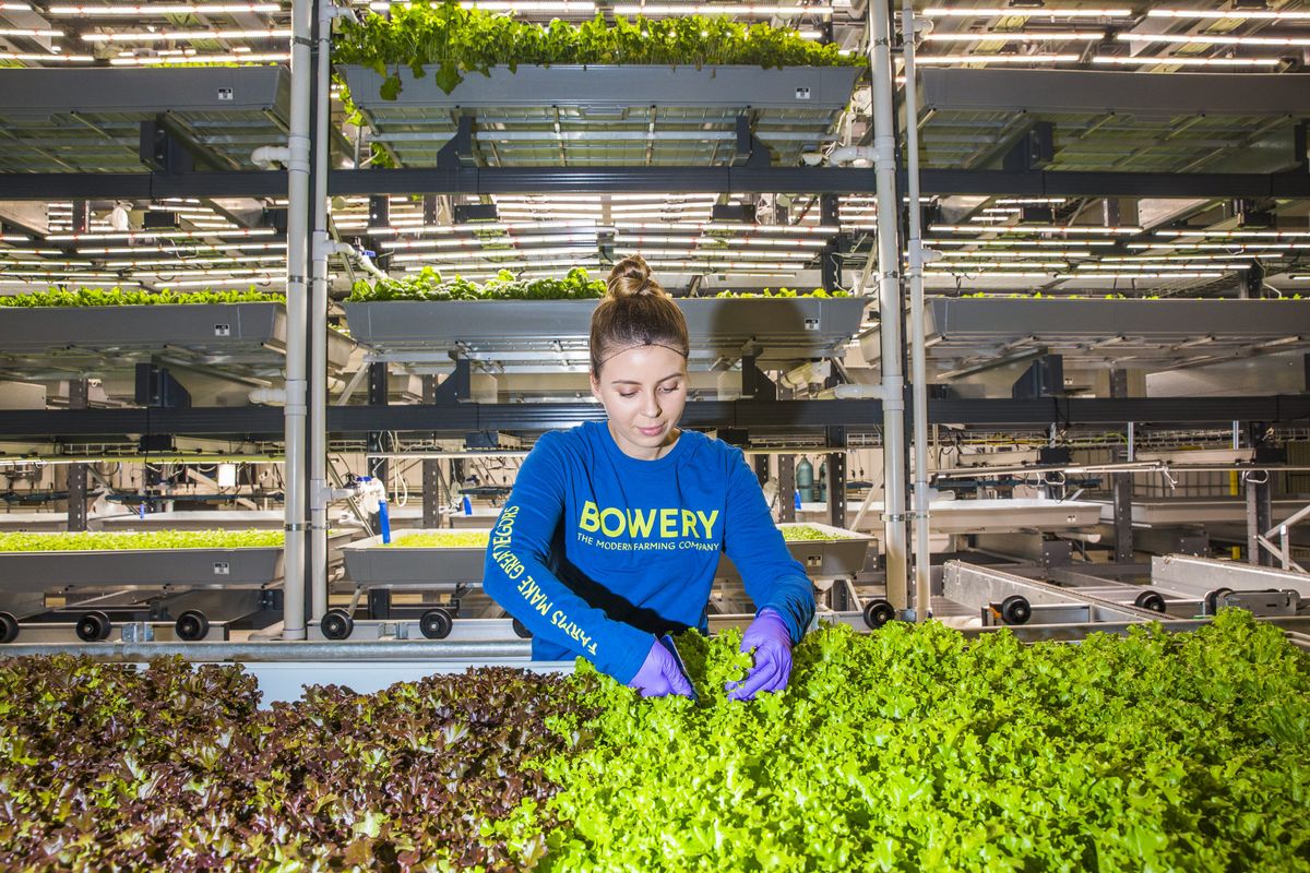 bowery farming 