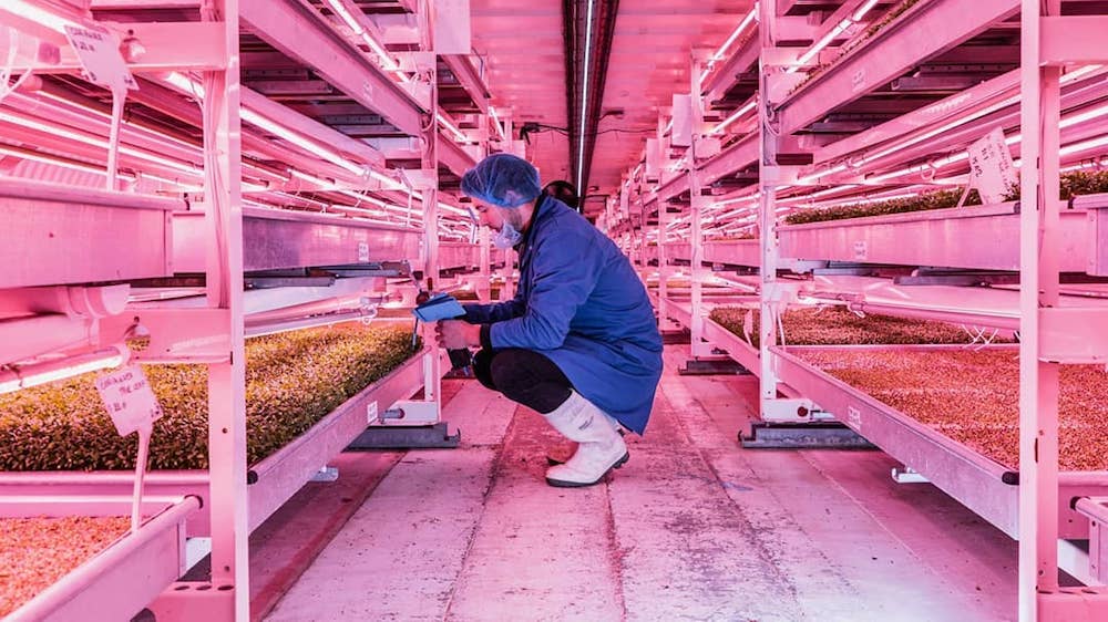 growing underground farm in clapham, London