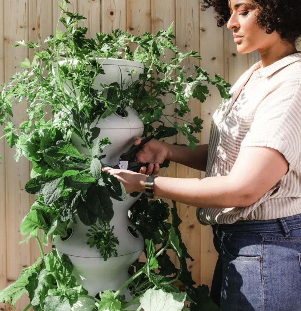 lettuce grow vertical farming system at home