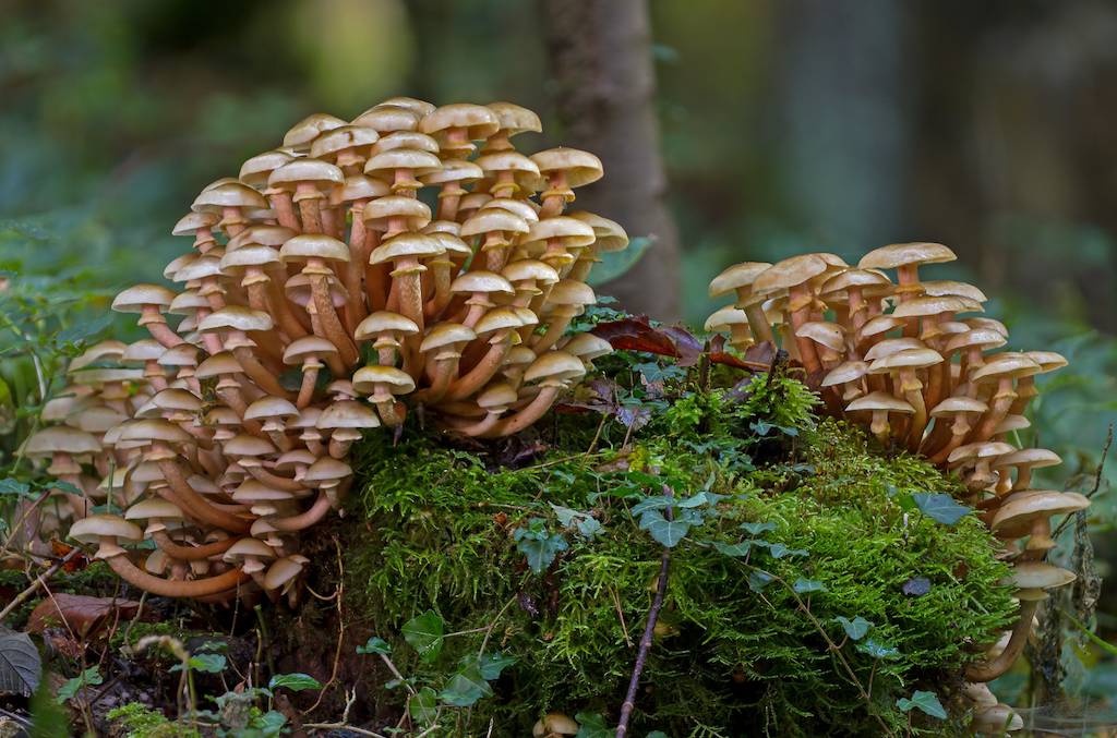 fungi used to make different products