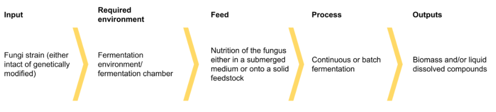 fungi post