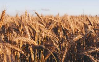 Ukraine Agtech blogpost