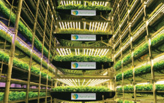 Aerofarms aeroponic system