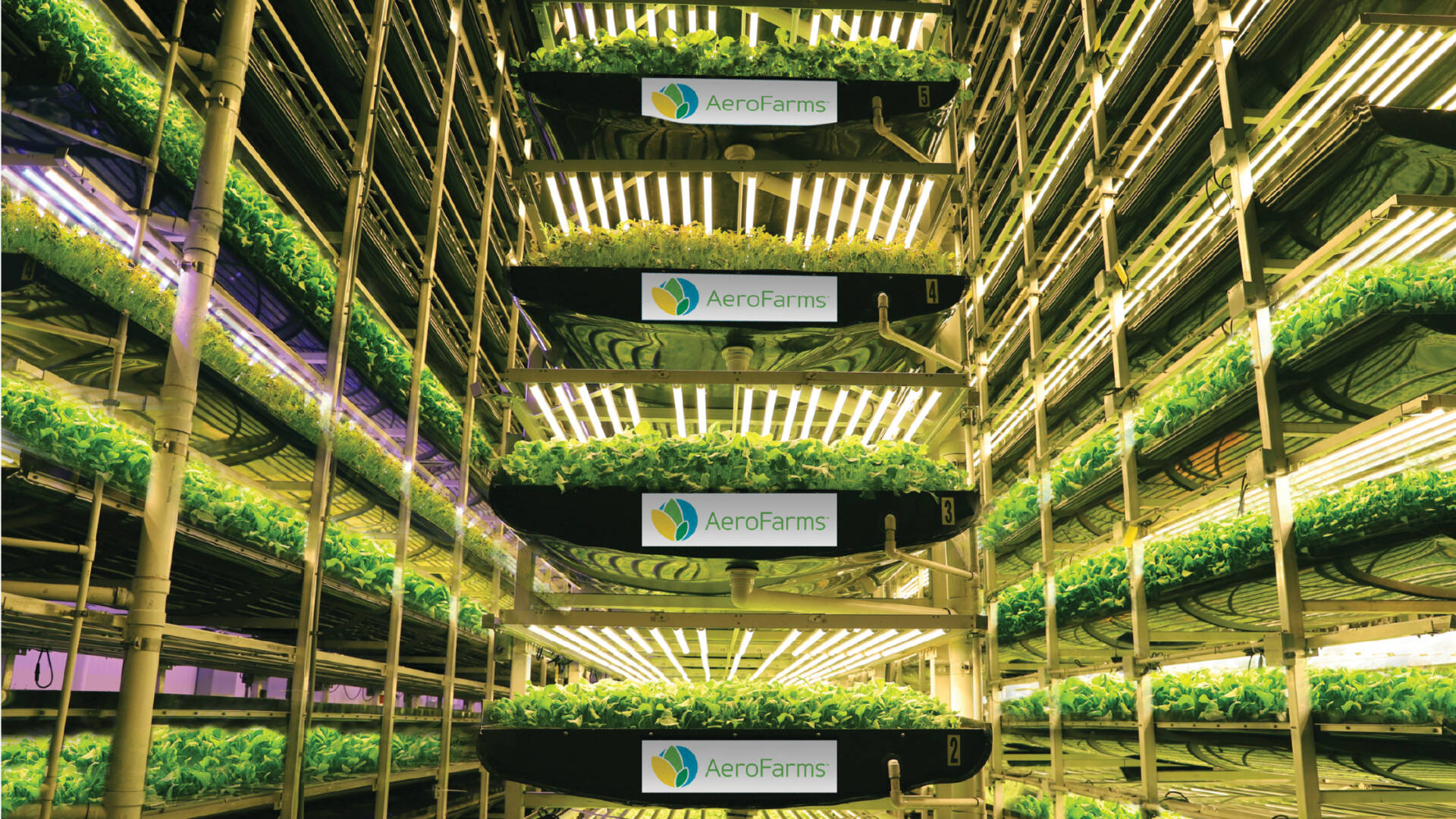 Aerofarms aeroponic system