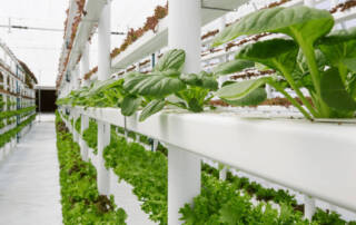 FF GLOBAL - Vertical Farming BLOGPOST (2)