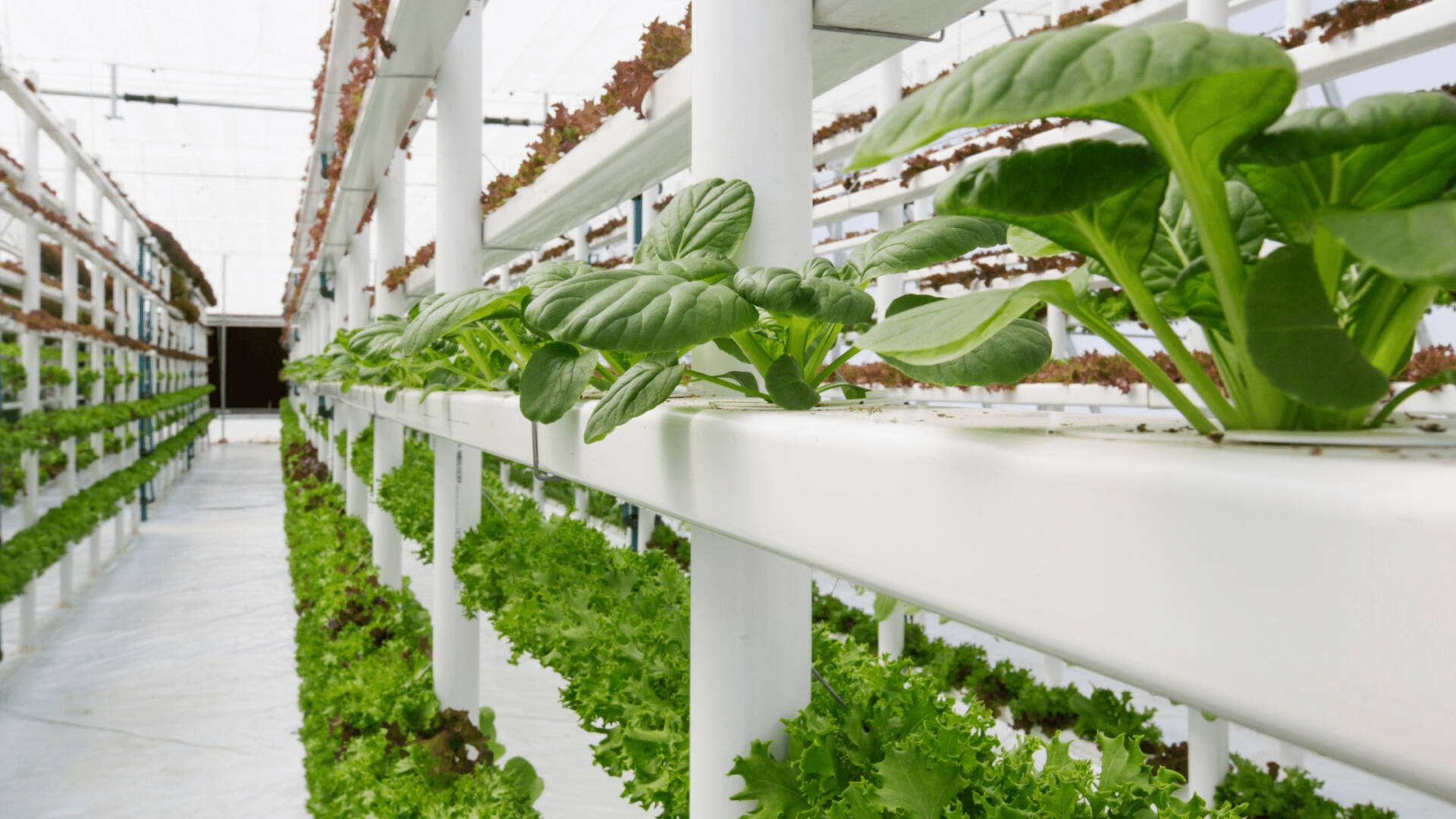 FF GLOBAL - Vertical Farming BLOGPOST (2)