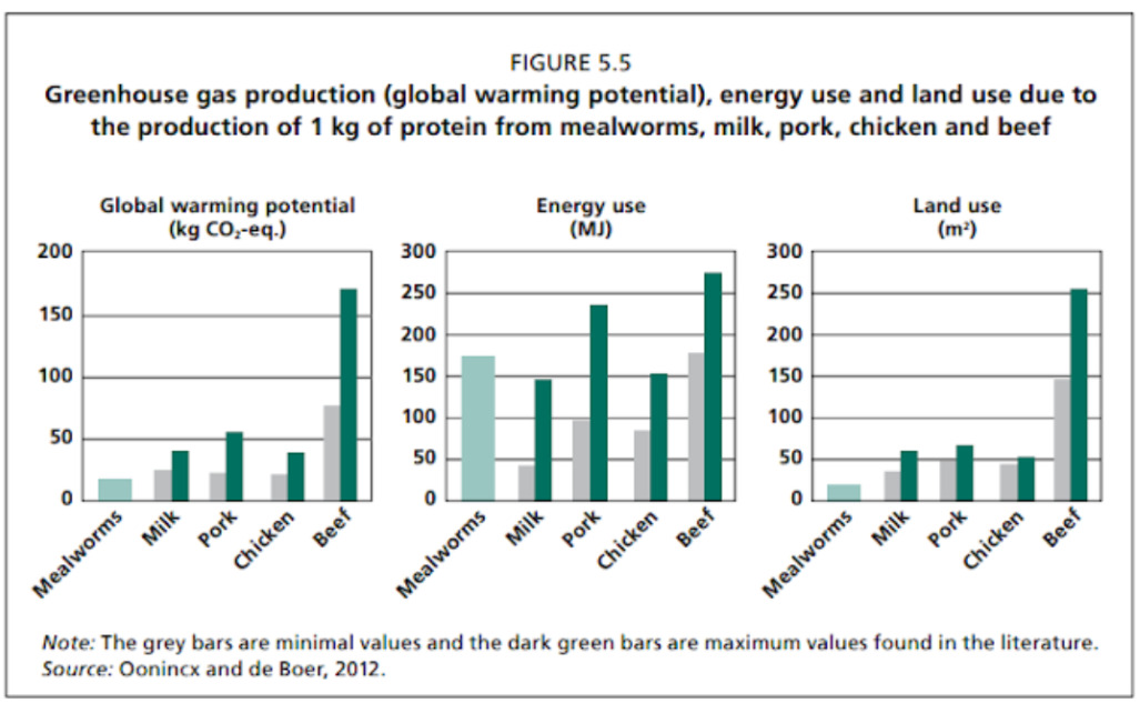 insect protein