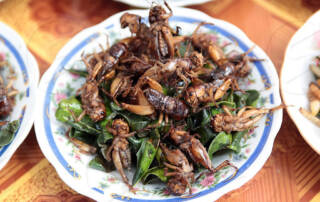 Insect protein