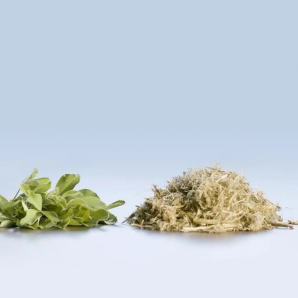 Rubisco protein