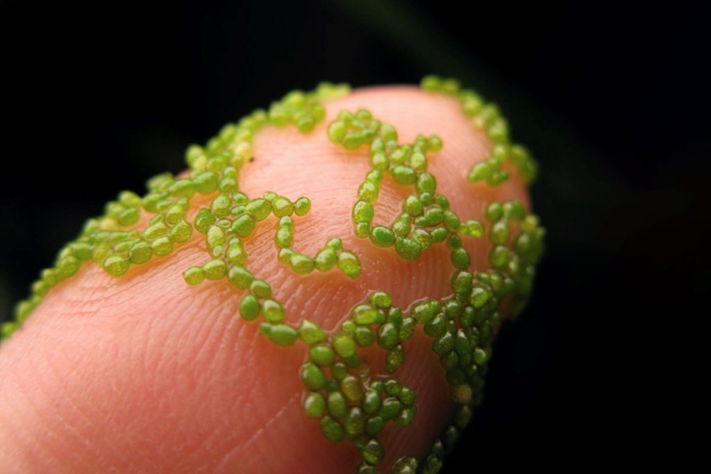 Water lentils 