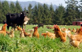 Regenerative agriculture