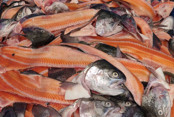 fish head and bones are common sidestream output of the fish industry