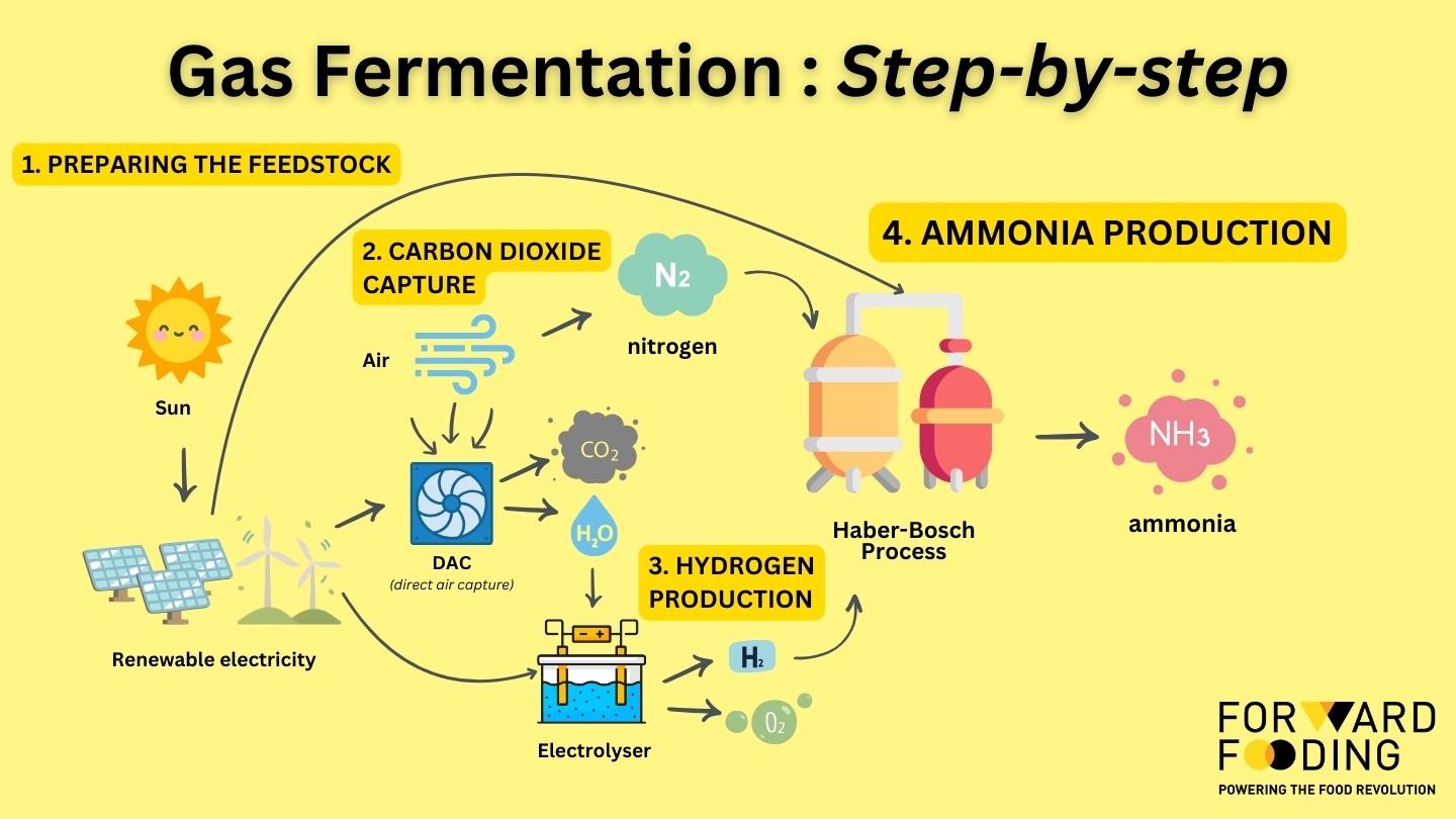 Gas Fermentation Step 4: Ammonia Production