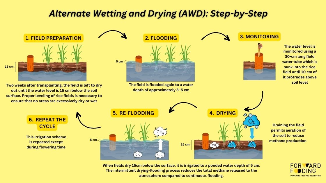 FoodTech Explained - Alternate Wetting and Drying (AWD) - Rice Decarbonization