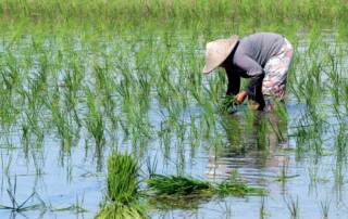 FoodTech Explained -Rice Decarbonization
