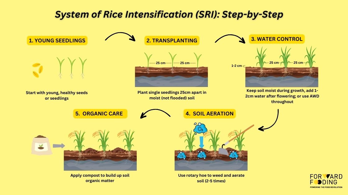 FoodTech Explained - System of Rice Intensification (SRI) - Rice Decarbonization