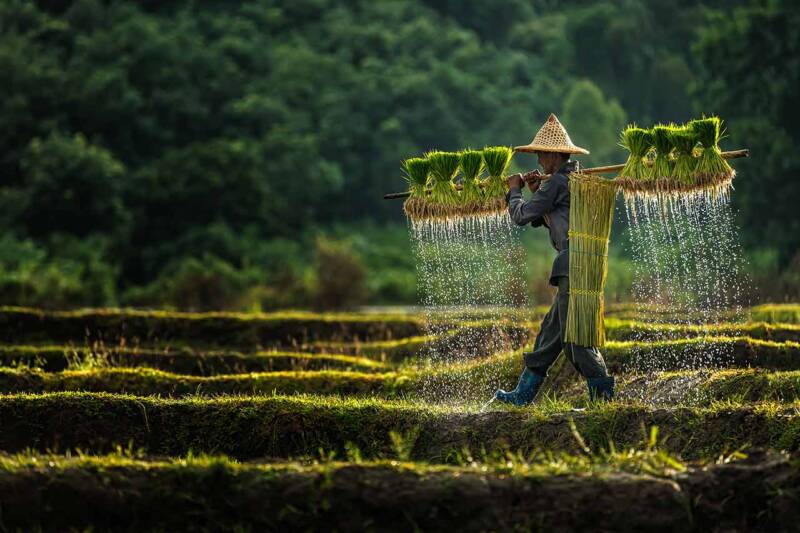 Asian farmer