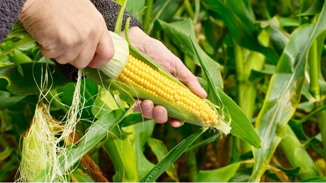 Forward-Fooding-Water-Tech-Series-4-Bioengineered-Crops-1