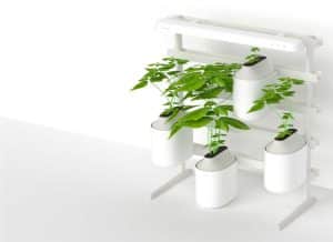 indoor farming harvest in your own kitchen