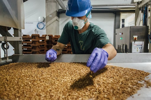insect protein