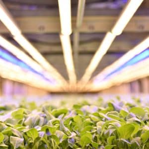 a vertical farming bed