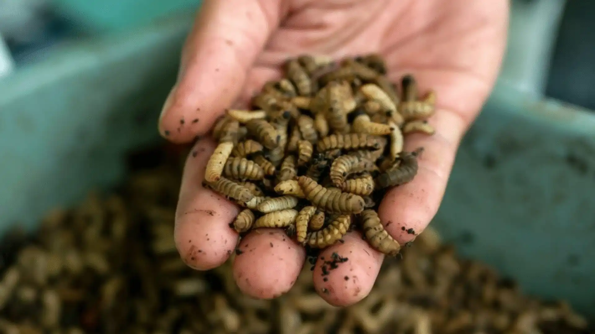 Mealworms into an hand