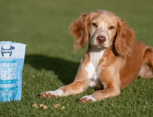 The Next Frontier for FoodTech: Why Pet Food Is Becoming the Fastest Route to Biotech Scale